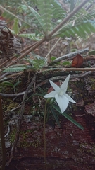 Angraecum