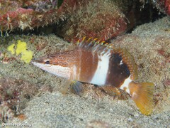 Serranus papilionaceus