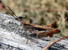 Chorthippus brunneus