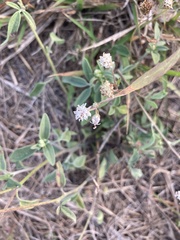 Florestina tripteris