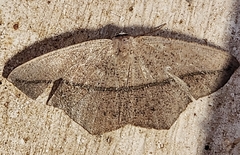 Prochoerodes lineola