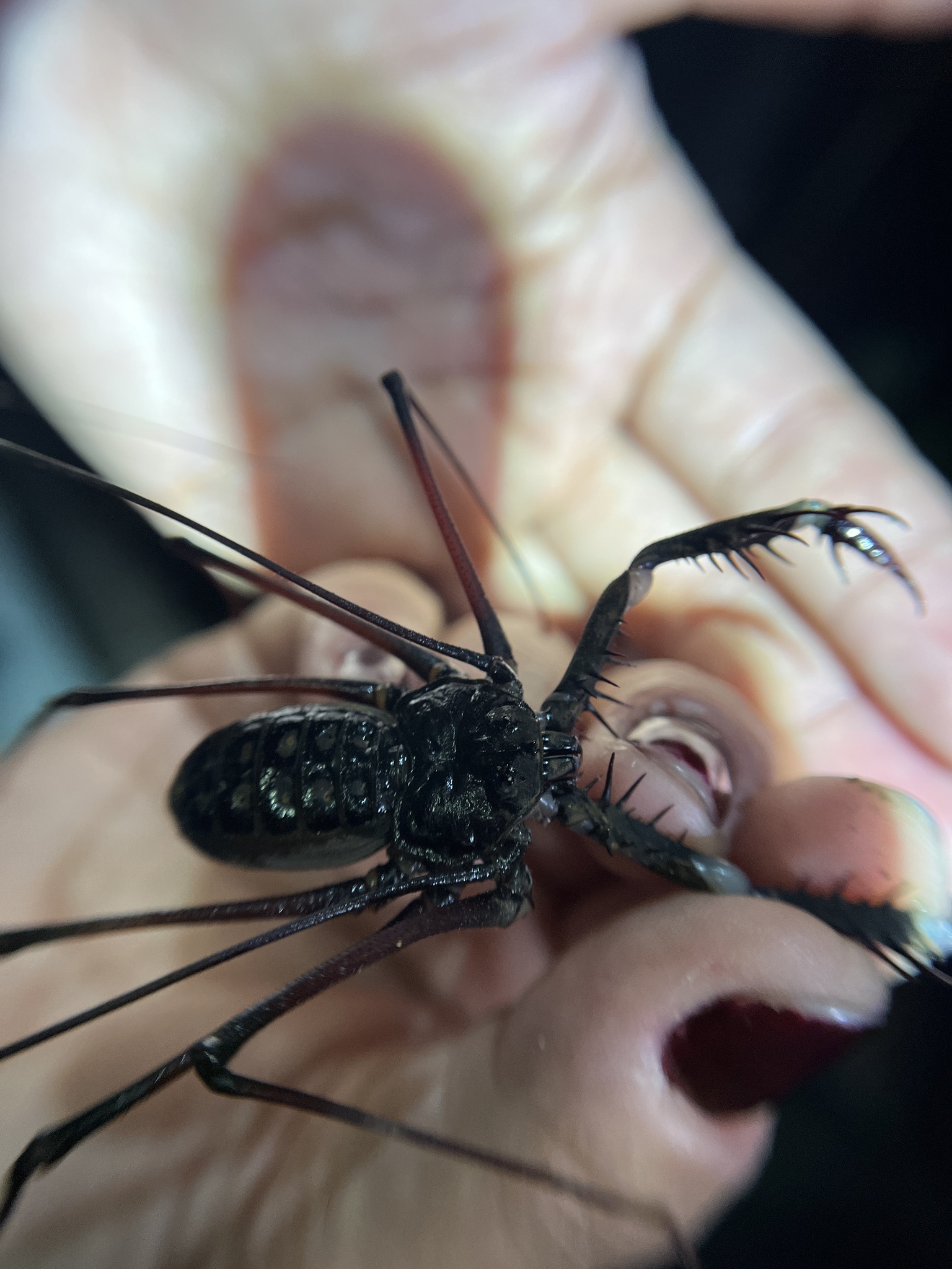 Heterophrynus batesii (Butler, 1873)