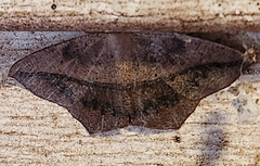 Prochoerodes lineola