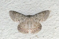 Pingasa chlora