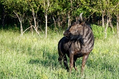 Connochaetes taurinus