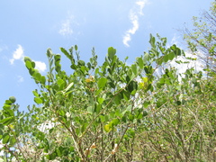 Colutea arborescens