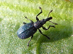 Perapion violaceum