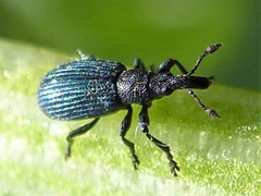 Perapion violaceum