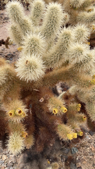 Cylindropuntia bigelovii