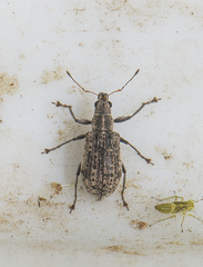 Polydrusus cervinus