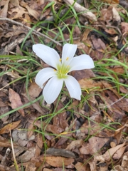 Zephyranthes atamasco