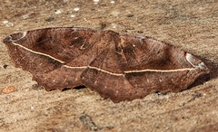 Eutrapela clemataria