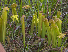 Sarracenia minor
