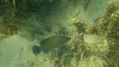 Cephalopholis formosa