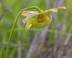 Sarracenia minor