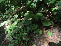 Viola hirta