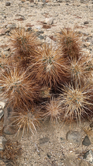 Echinocereus engelmannii