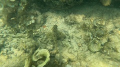 Epinephelus quoyanus