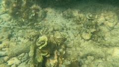 Epinephelus quoyanus