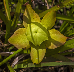 Sarracenia minor