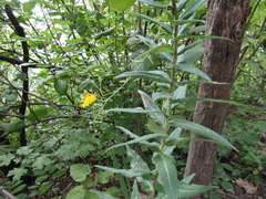 Hieracium robustum