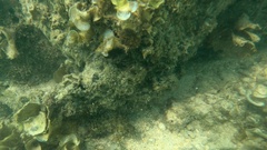 Epinephelus quoyanus