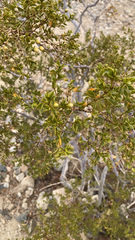 Larrea tridentata
