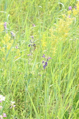 Salvia pratensis
