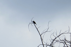 Brachygalba goeringi