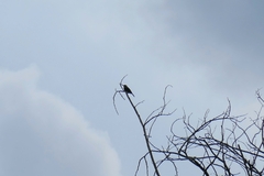 Brachygalba goeringi