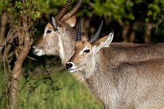 Kobus ellipsiprymnus