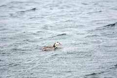 Podiceps cristatus