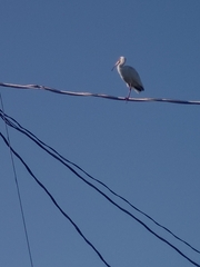 Eudocimus albus