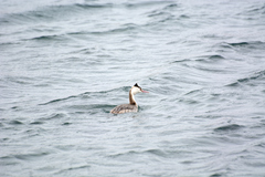 Podiceps cristatus