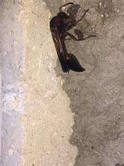 Delta dimidiatipenne