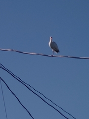 Eudocimus albus