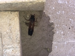 Delta dimidiatipenne