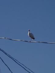 Eudocimus albus