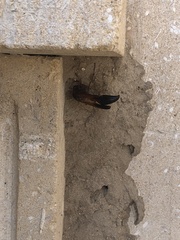 Delta dimidiatipenne