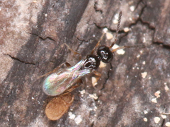 Ceraphronoidea