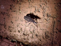 Hyocephalus aprugnus