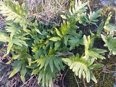 Polypodium cambricum