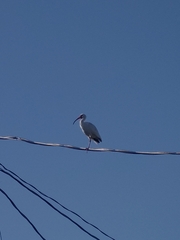 Eudocimus albus