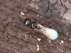 Ceraphronoidea