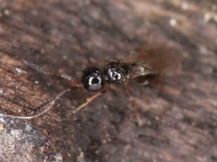 Ceraphronoidea