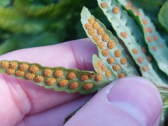 Polypodium cambricum