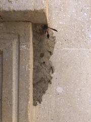 Delta dimidiatipenne