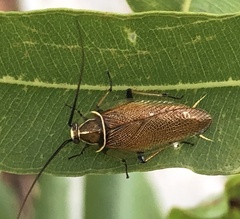 Balta bicolor