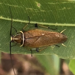 Balta bicolor