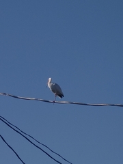 Eudocimus albus